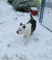 Lost Female Dog last seen Timber Creek Rd, Kershaw County, SC 29032