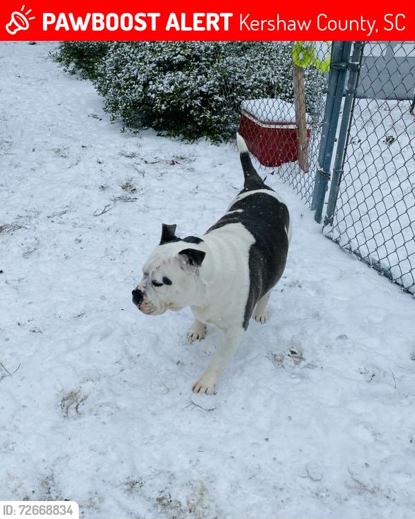 Lost Female Dog last seen Timber Creek Rd, Kershaw County, SC 29032