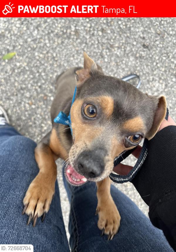 Lost Male Dog last seen N Habana Ave N Armenia Ave, Tampa, FL 33614