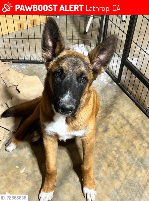 Found/Stray Male Dog last seen Manthey Rd., Mossdale Bridge, Lathrop, CA 95330