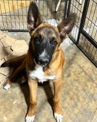 Found/Stray Male Dog last seen Manthey Rd., Mossdale Bridge, Lathrop, CA 95330
