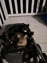 Lost Male Cat last seen Copeland road/ St Matthew's road, Lexington County, SC 29160