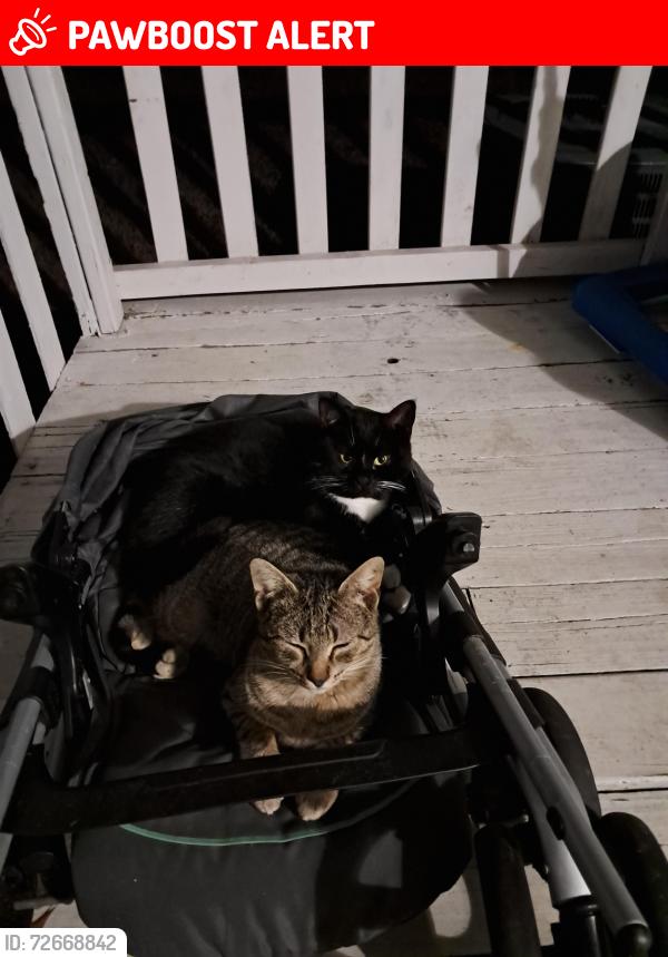 Lost Male Cat last seen Copeland road/ St Matthew's road, Lexington County, SC 29160
