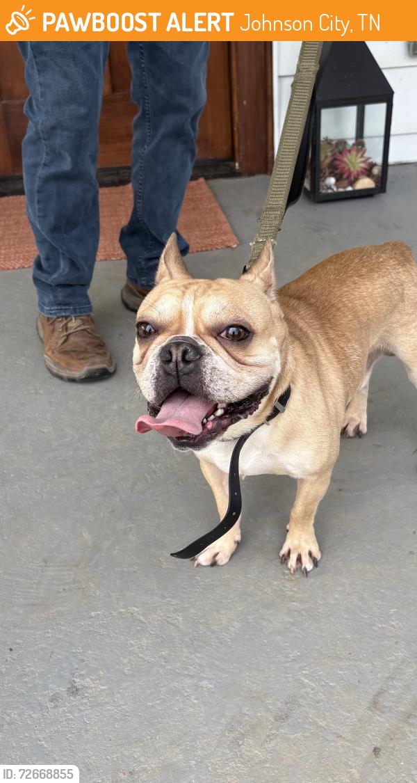 Found/Stray Male Dog last seen Riverview drive , Johnson City, TN 37601