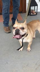 Found/Stray Male Dog last seen Riverview drive , Johnson City, TN 37601