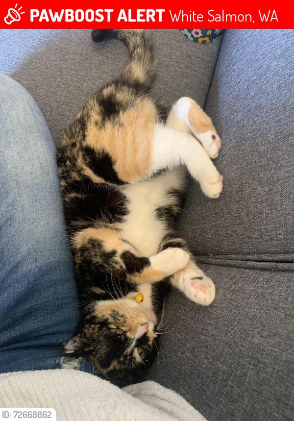 Lost Female Cat last seen Strawberry Mountain Gym, White Salmon, WA 98651