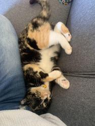 Lost Female Cat last seen Strawberry Mountain Gym, White Salmon, WA 98651