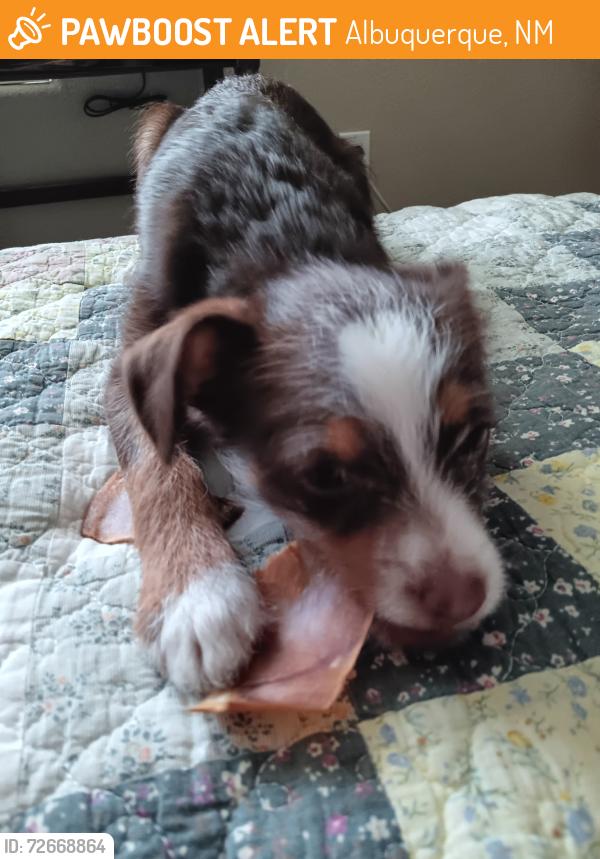 Found/Stray Female Dog last seen Near Unser and McMahon , Albuquerque, NM 87114