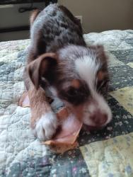 Found/Stray Female Dog last seen Near Unser and McMahon , Albuquerque, NM 87114