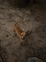 Found/Stray Female Dog last seen Butte Creek & Ash Meadow (Ponderosa Forest Neighborhood), Houston, TX 77090