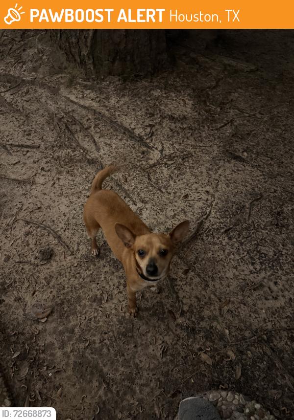 Found/Stray Female Dog last seen Butte Creek & Ash Meadow (Ponderosa Forest Neighborhood), Houston, TX 77090