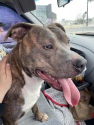 Found/Stray Male Dog last seen Entrance of OJ Watson, Wichita, KS 67217