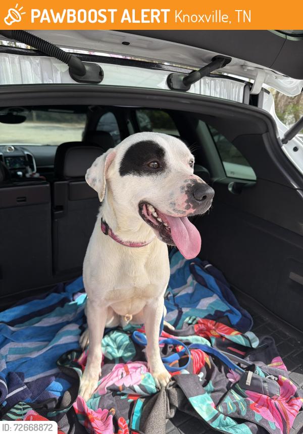 Found/Stray Male Dog last seen Colonial village off of Chapman hwy, Knoxville, TN 37920