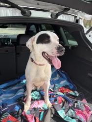 Found/Stray Male Dog last seen Colonial village off of Chapman hwy, Knoxville, TN 37920