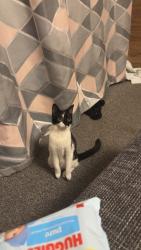 Lost Female Cat last seen , Lincolnshire, England PE21 9LE