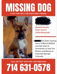 Lost Male Dog last seen Oro blanco and Barnes , Colorado Springs, CO 80917