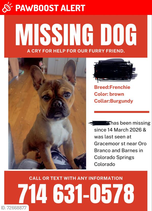 Lost Male Dog last seen Oro blanco and Barnes , Colorado Springs, CO 80917