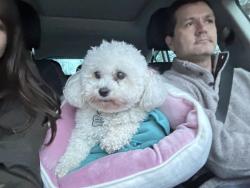 Lost Female Dog last seen Near South Lake drive, Stamford, CT 06903