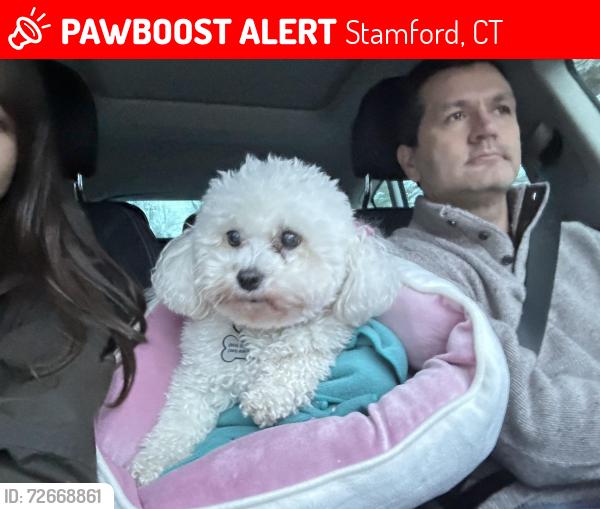 Lost Female Dog last seen Near South Lake drive, Stamford, CT 06903