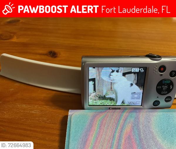 Lost Male Cat last seen Riverland Street and 34th Terrace, Fort Lauderdale, FL 33312