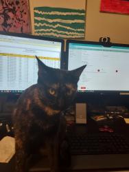 Lost Female Cat last seen Farm lake st, Jamestown, NC 27282