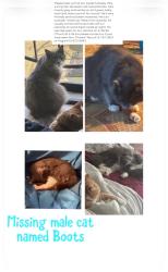Lost Male Cat last seen Absher rd Portland, Tn , Portland, TN 37148