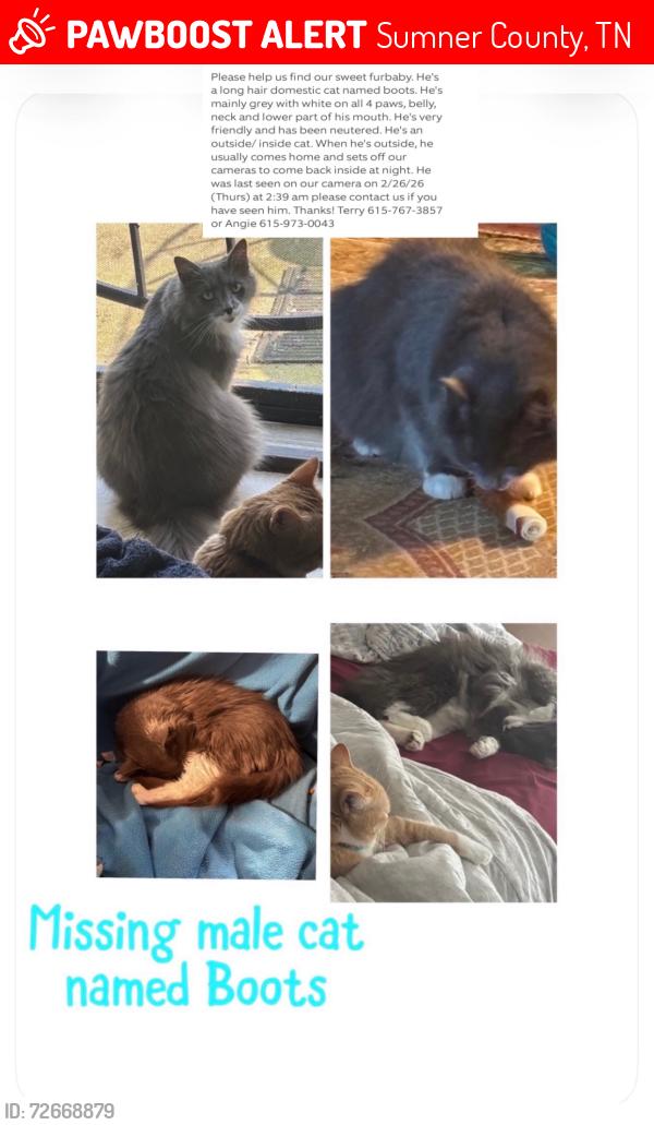 Lost Male Cat last seen Absher rd Portland, Tn , Portland, TN 37148