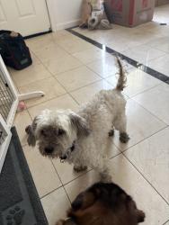 Found/Stray Unknown Dog last seen Rubino park , San Jose, CA 95125