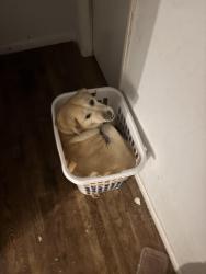 Lost Female Dog last seen Near schooner way, Dover, DE 19901