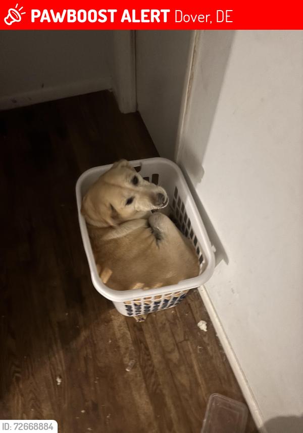 Lost Female Dog last seen Near schooner way, Dover, DE 19901