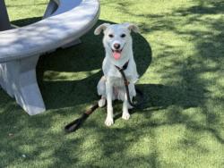 Shelter Stray Female Dog last seen , Chatsworth, CA 91311