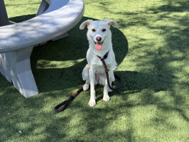 Shelter Stray Female Dog last seen , Chatsworth, CA 91311