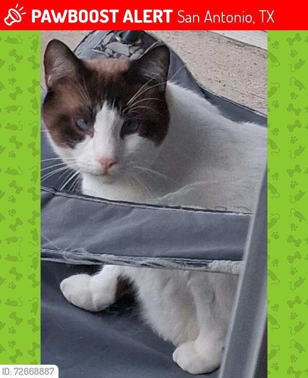 Lost Male Cat last seen Vance Jackson Rd, San Antonio, TX 78230