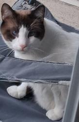 Lost Male Cat last seen Vance Jackson Rd, San Antonio, TX 78230