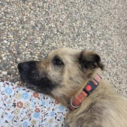 Found/Stray Unknown Dog last seen Westheimer, Houston, TX 77063