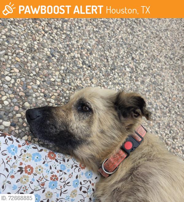 Found/Stray Unknown Dog last seen Westheimer, Houston, TX 77063