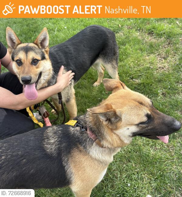 Found/Stray Male Dog last seen Nolensville and Rosedale, Nashville, TN 37210