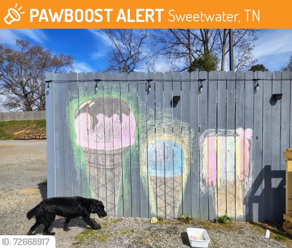 Found/Stray Male Dog last seen Bradley's Pitt BBQ , Sweetwater, TN 37874