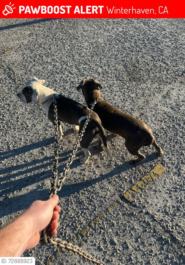 Lost Male Dog last seen wenterhaven, Winterhaven, CA 92283