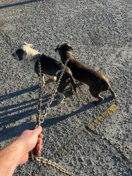 Lost Male Dog last seen wenterhaven, Winterhaven, CA 92283