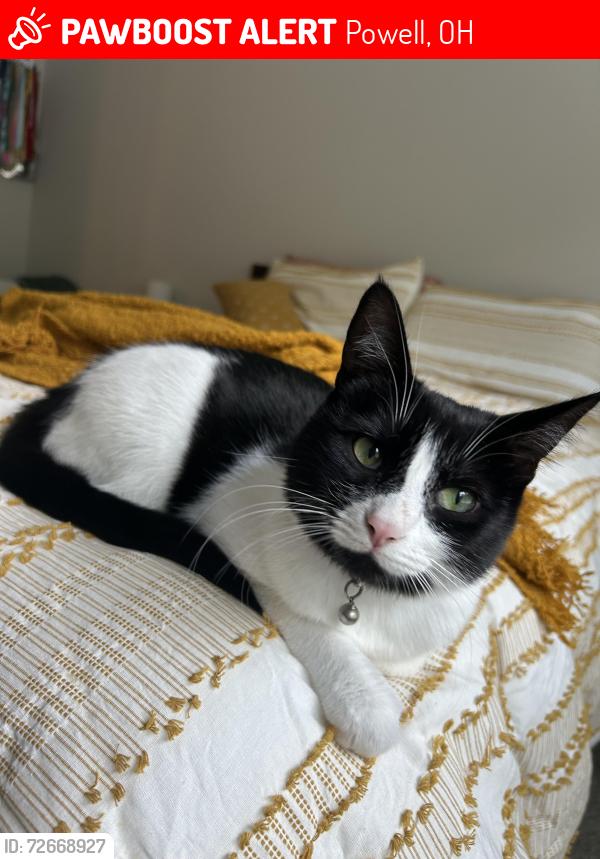 Lost Female Cat last seen In neighborhood, Powell, OH 43065