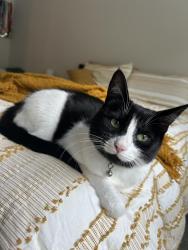 Lost Female Cat last seen In neighborhood, Powell, OH 43065