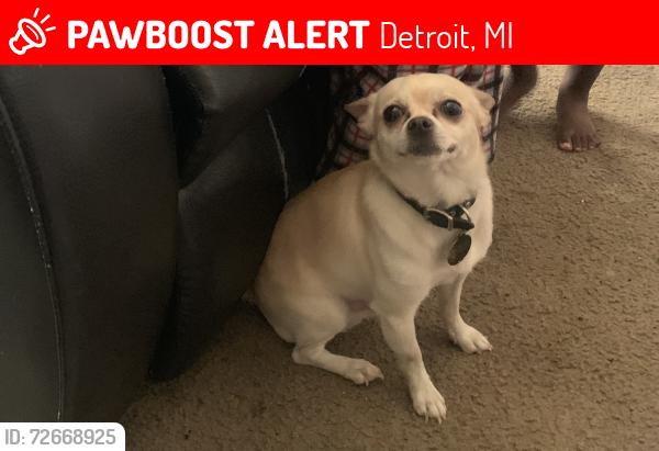 Lost Male Dog last seen Henry Ford hosp & Lexington Village apmts , Detroit, MI 48202