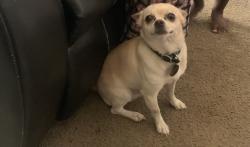 Lost Male Dog last seen Henry Ford hosp & Lexington Village apmts , Detroit, MI 48202