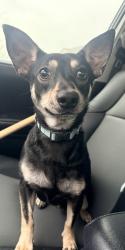 Found/Stray Male Dog last seen Near Salado Creek Neighborhood , San Antonio, TX 78222