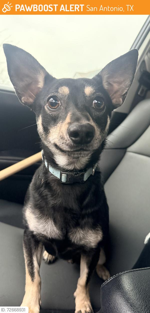 Found/Stray Male Dog last seen Near Salado Creek Neighborhood , San Antonio, TX 78222