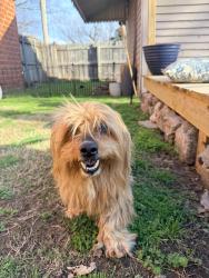 Found/Stray Unknown Dog last seen 11th and Lewis, Tulsa, OK 74104