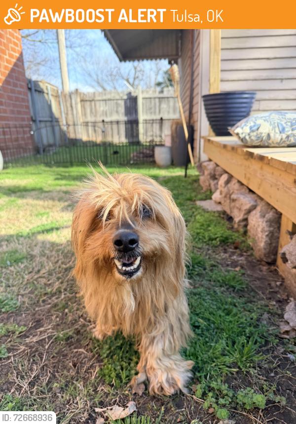 Found/Stray Unknown Dog last seen 11th and Lewis, Tulsa, OK 74104