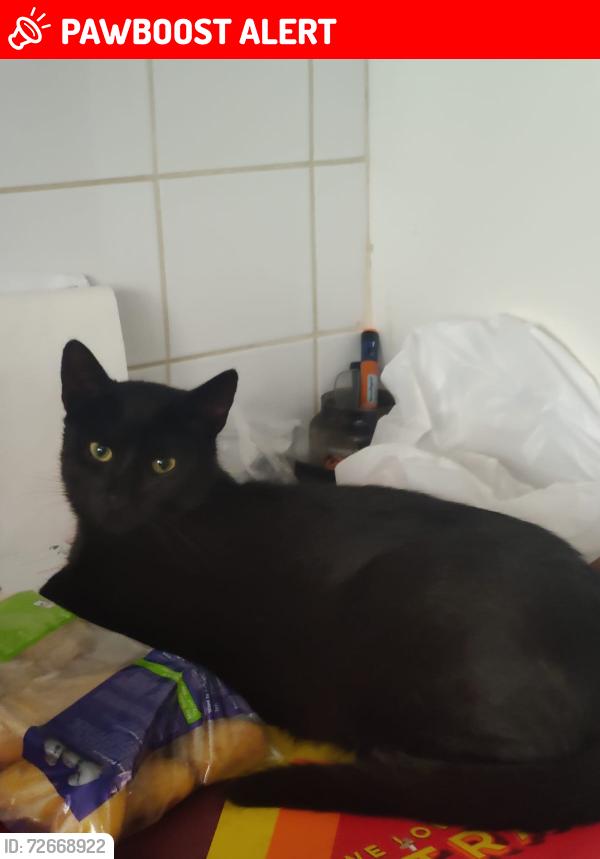 Lost Male Cat last seen Old Warrenpoint Road , Newry, Mourne and Down, Northern Ireland BT34