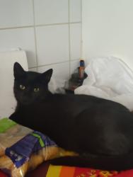 Lost Male Cat last seen Old Warrenpoint Road , Newry, Mourne and Down, Northern Ireland BT34
